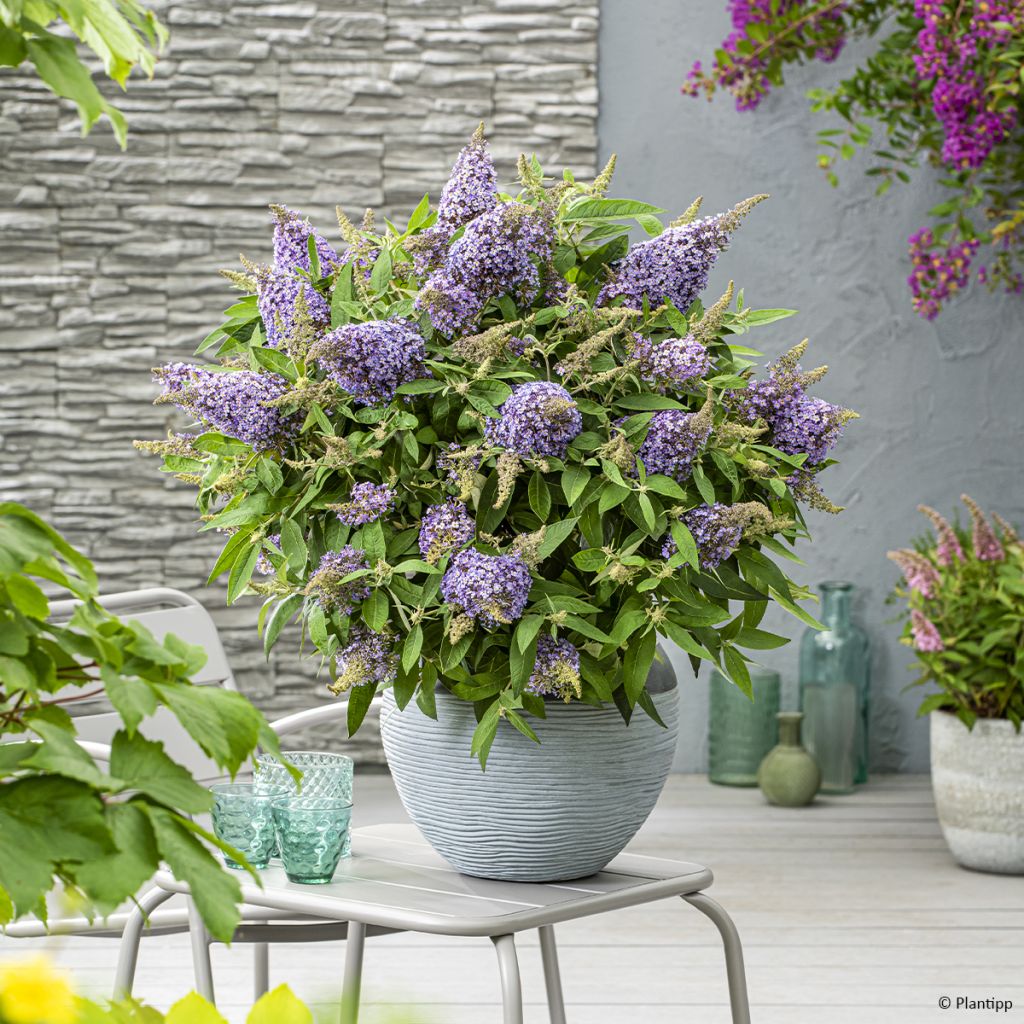 Buddleja davidii Butterfly Candy Lila Sweetheart - Sommerflieder