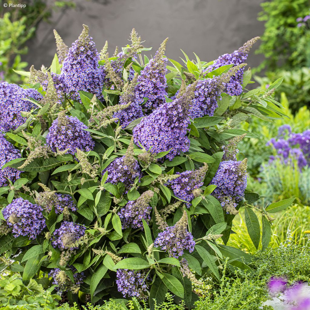 Buddleja davidii Butterfly Candy Lila Sweetheart - Sommerflieder