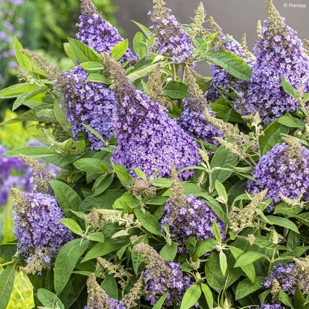 Buddleja davidii Butterfly Lila Sweetheart - Arbre aux papillons nain violet