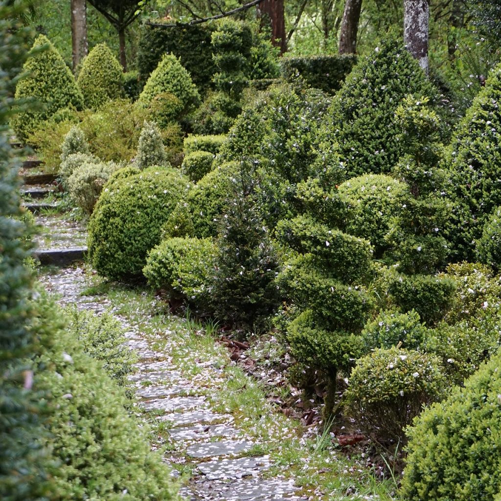 Buxus sempervirens Arborescent - Buschbaum