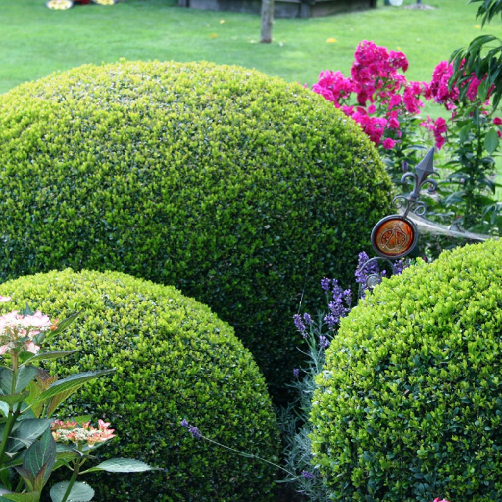 Buxus sempervirens Arborescent - Buschbaum