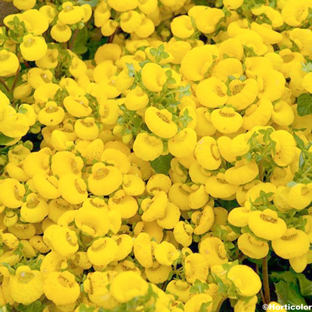 Calceolaria bilflora - Pantoffelblume