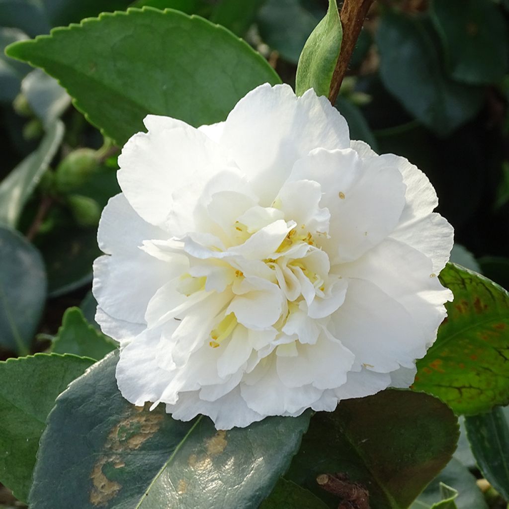 Camellia sasanqua Waterfall White - Herbstblühende Kamelie