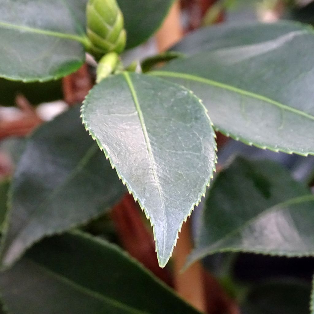 Camellia sasanqua Yume - Herbstblühende Kamelie