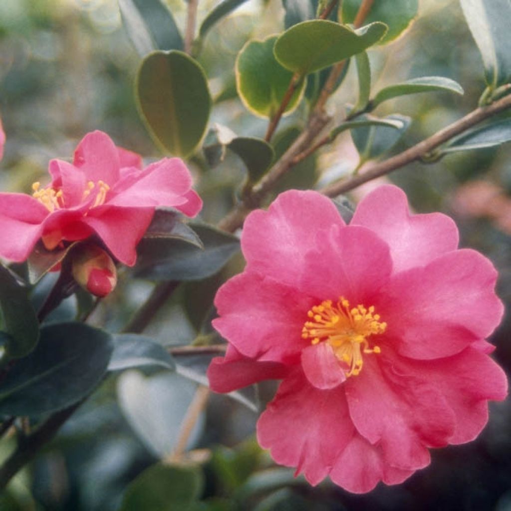 Camellia sasanqua Kanjiro - Herbstblühende Kamelie