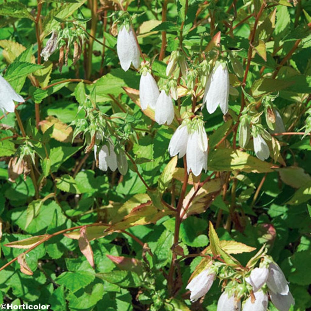 Campanula takesimana - Korea-Glockenblume