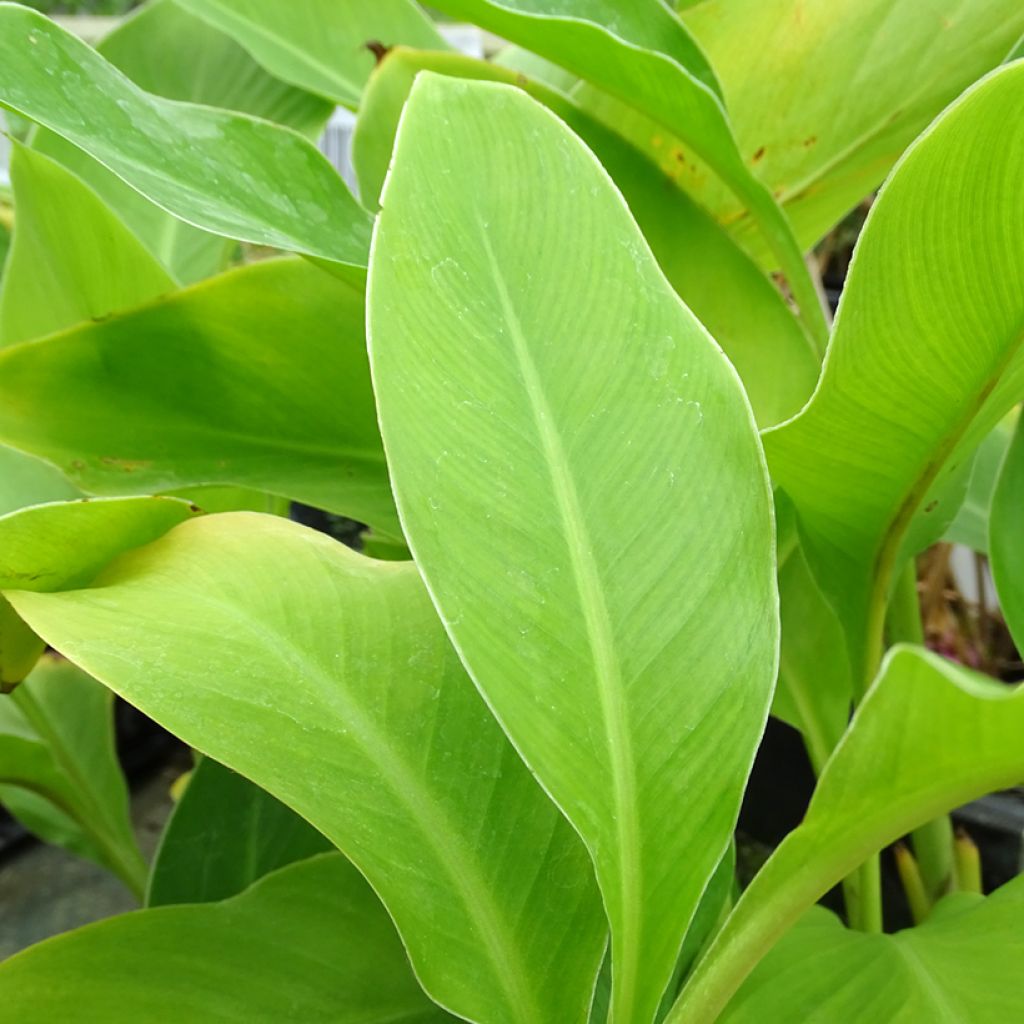 Canna edulis - Blumenrohr