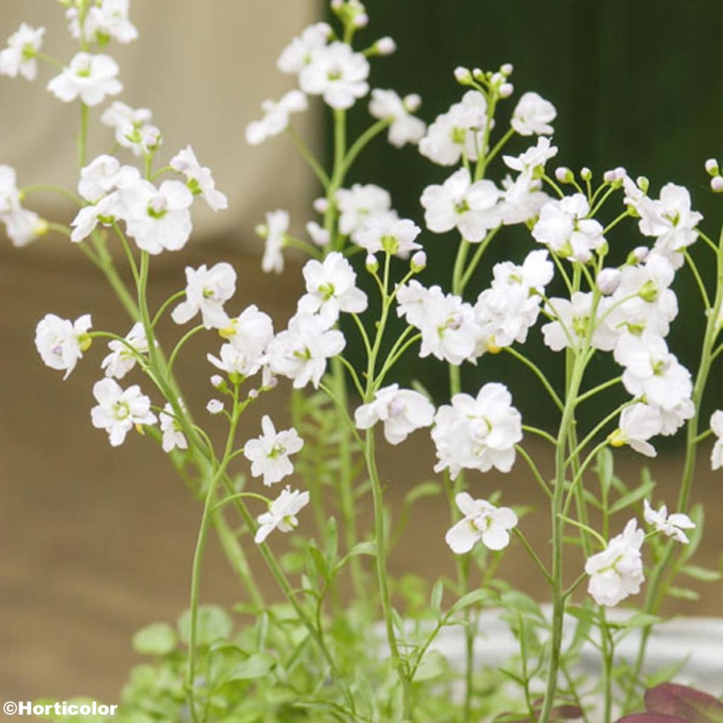 Cardamine pratensis Flore Pleno - Wiesen-Schaumkraut