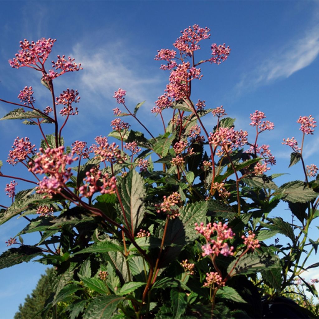 Cardiandra Bunches of the Sky