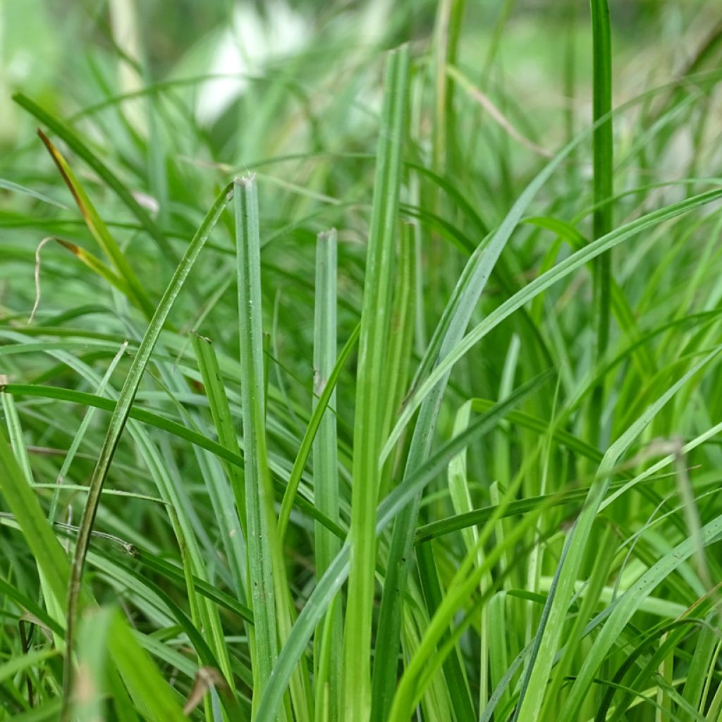 Carex montana - Laîche des montagnes