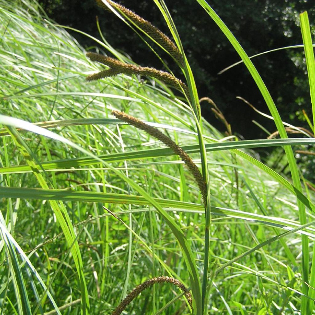 Carex acuta - Schlanke Segge