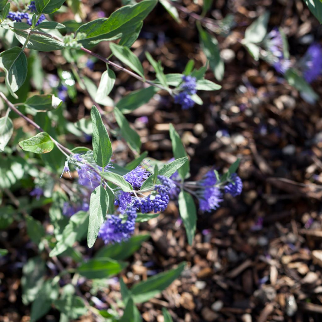 Bartblume Dark Knight - Caryopteris clandonensis