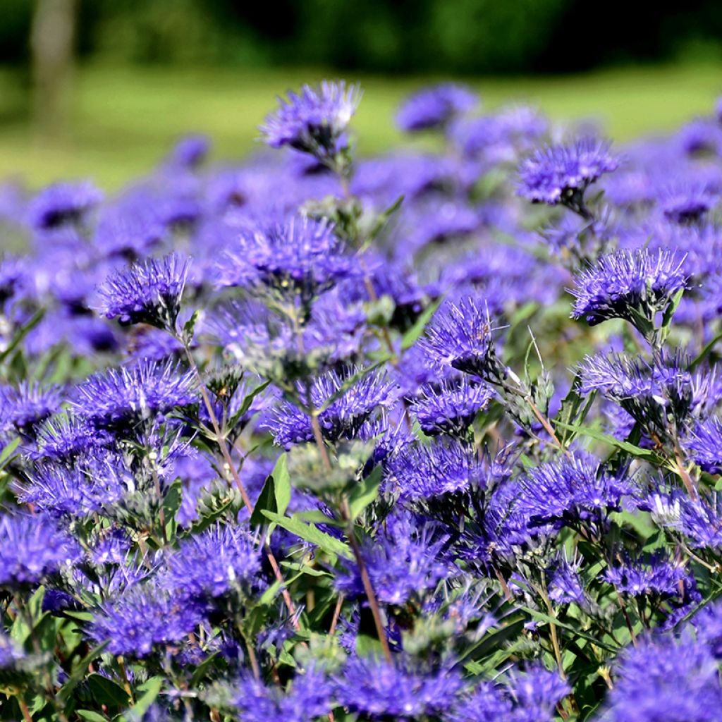 Bartblume Kew Blue - Caryopteris clandonensis