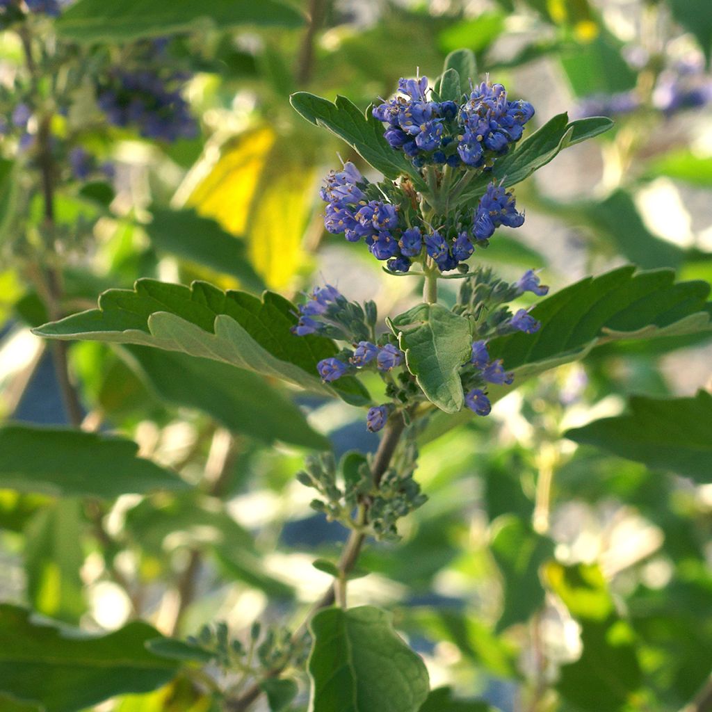 Bartblume Kew Blue - Caryopteris clandonensis