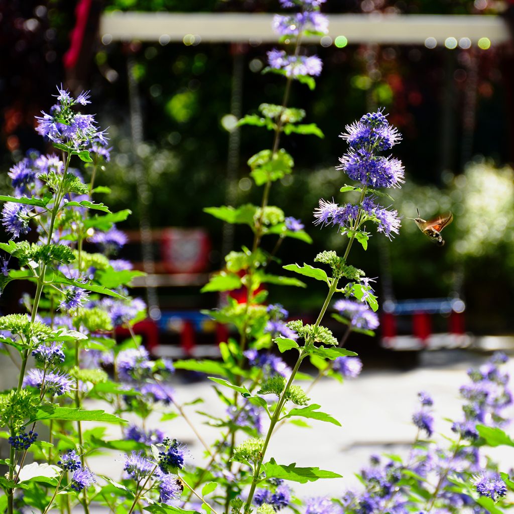 Bartblume Kew Blue - Caryopteris clandonensis