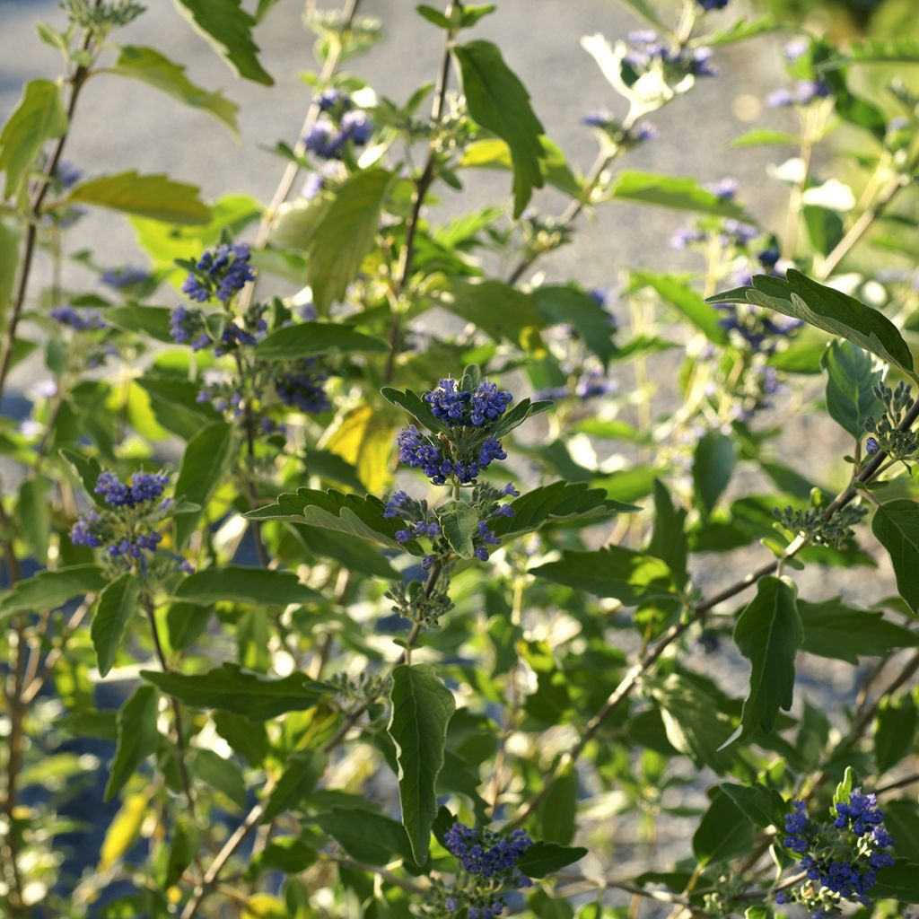 Bartblume Kew Blue - Caryopteris clandonensis