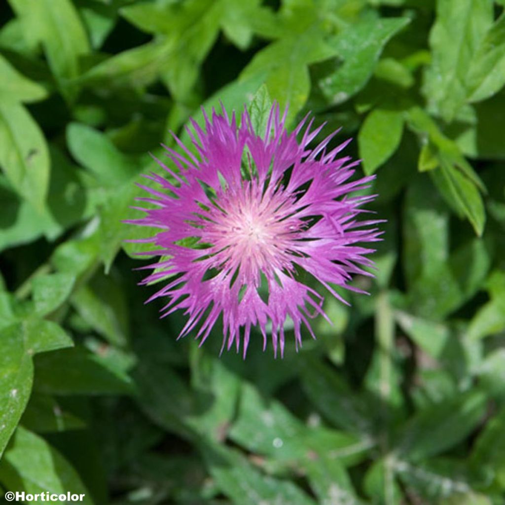 Centaurea pulcherrima - Silber-Flockenblume