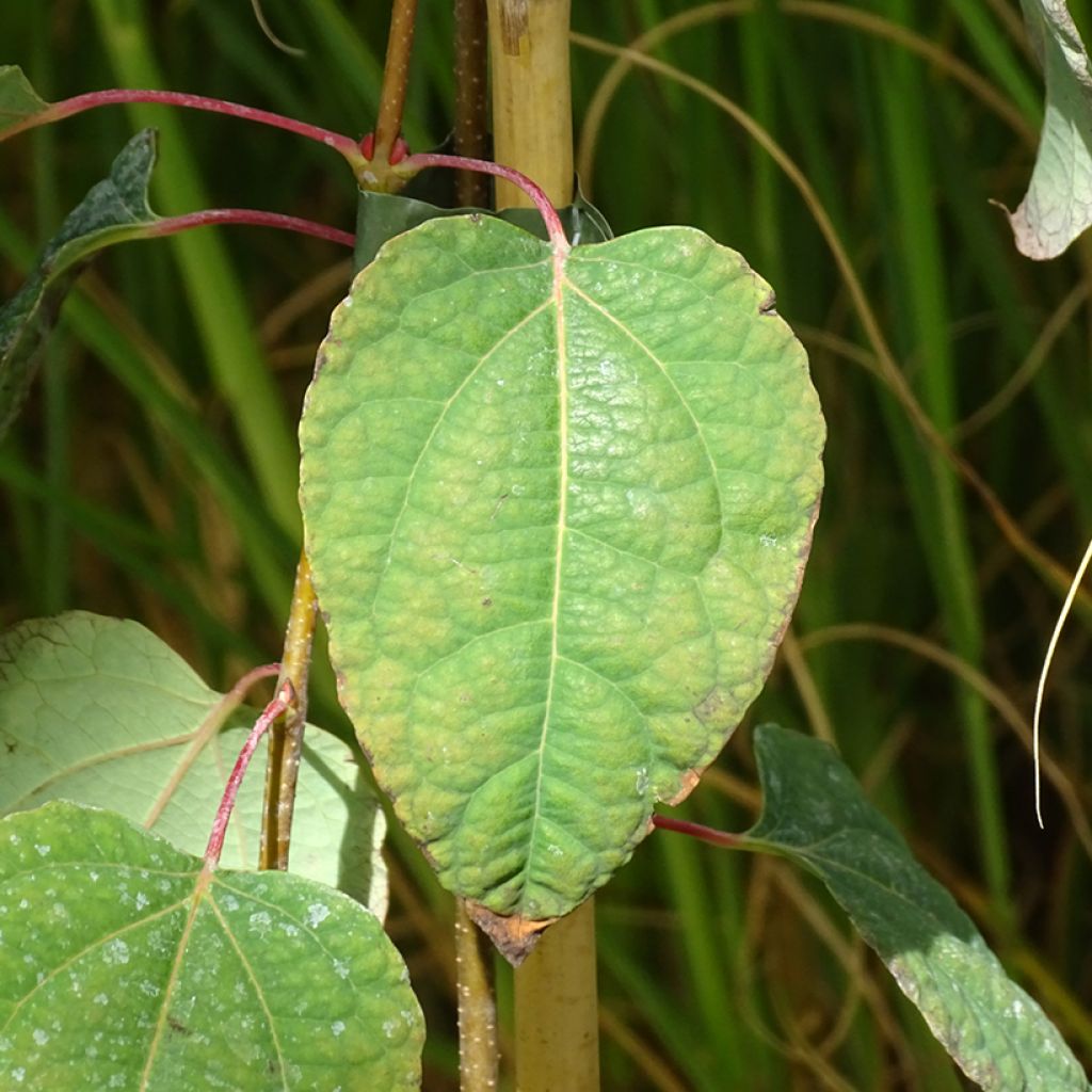 Japanischer Kuchenbaum Glowball - Cercidiphyllum japonicum