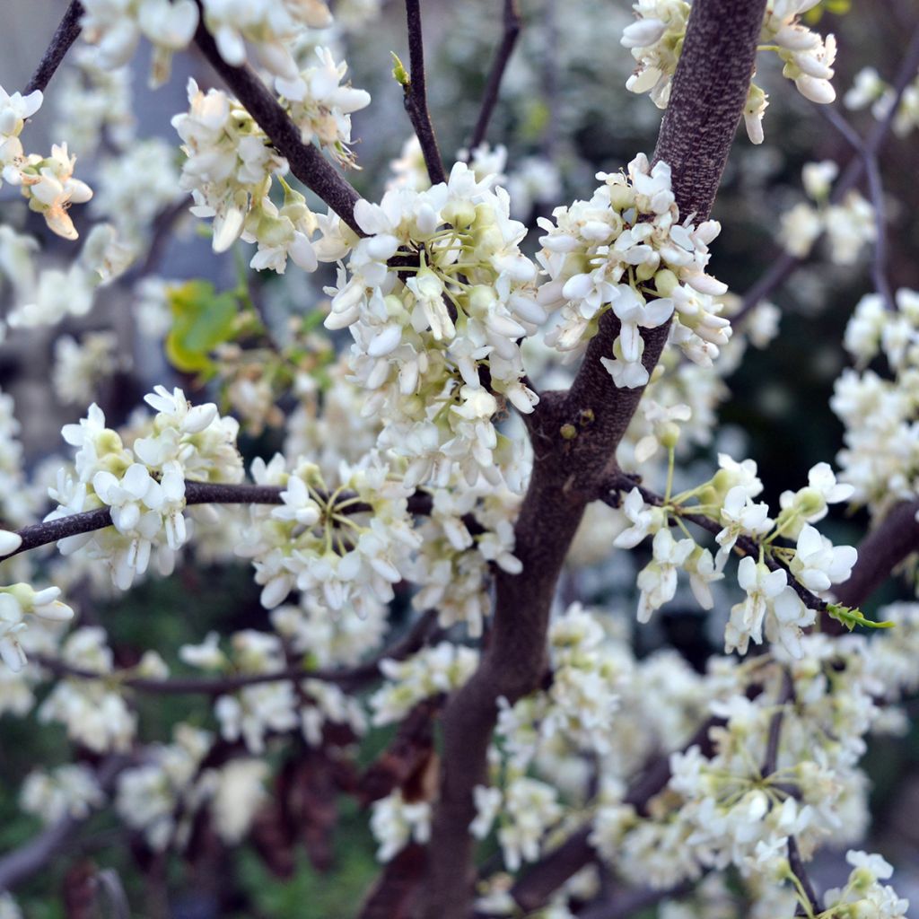 Kanadischer Judasbaum Texas White - Cercis canadensis