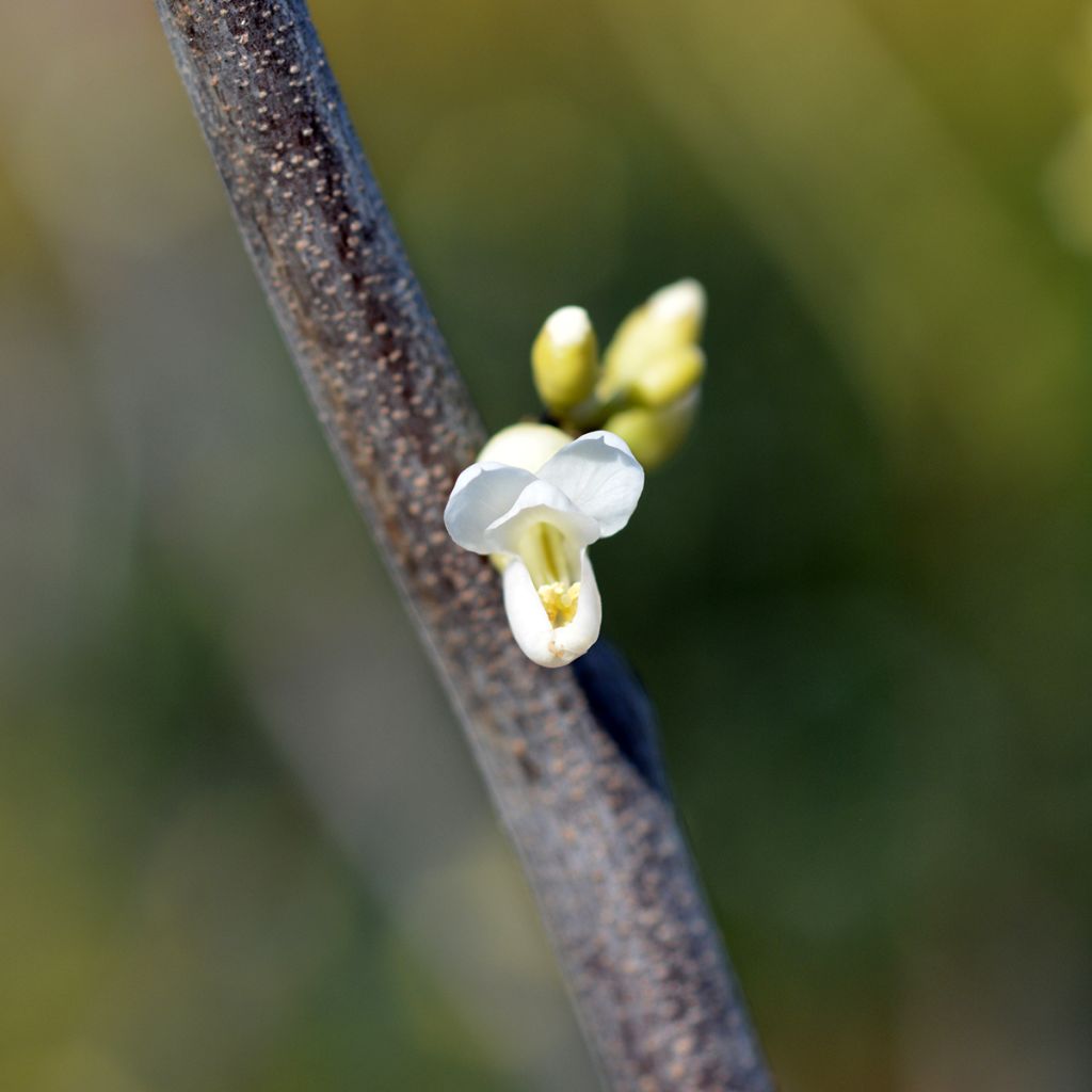 Kanadischer Judasbaum Texas White - Cercis canadensis