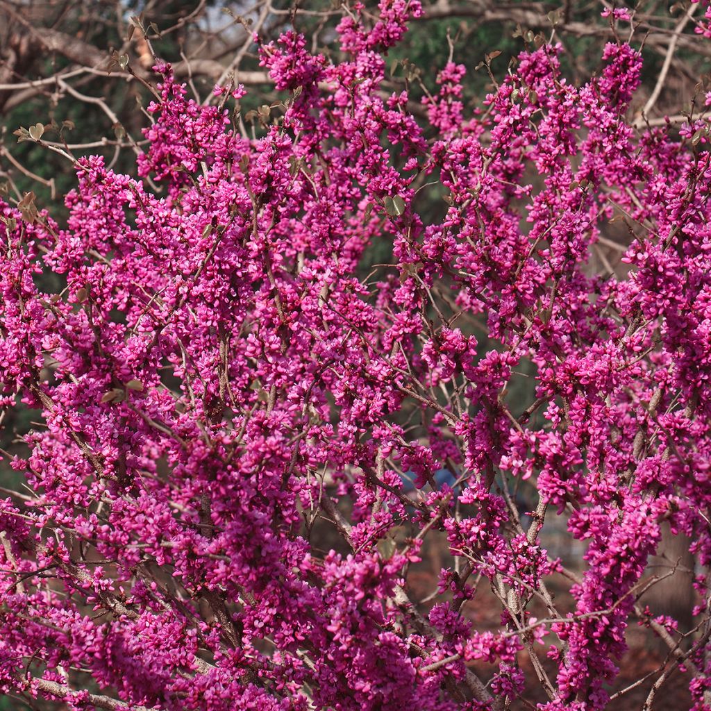 Chinesischer Judasbaum Don Egolf - Cercis chinensis