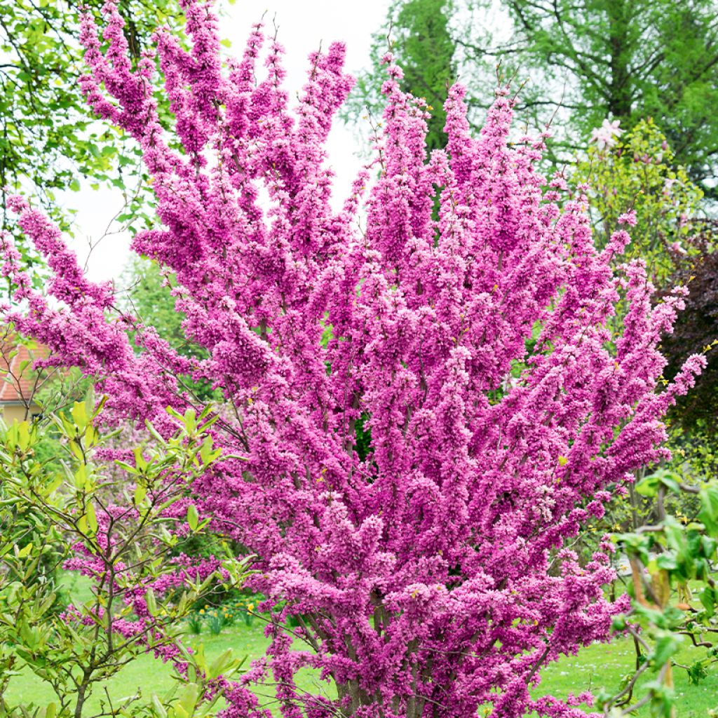 Chinesischer Judasbaum Kay's Early Hope - Cercis chinensis