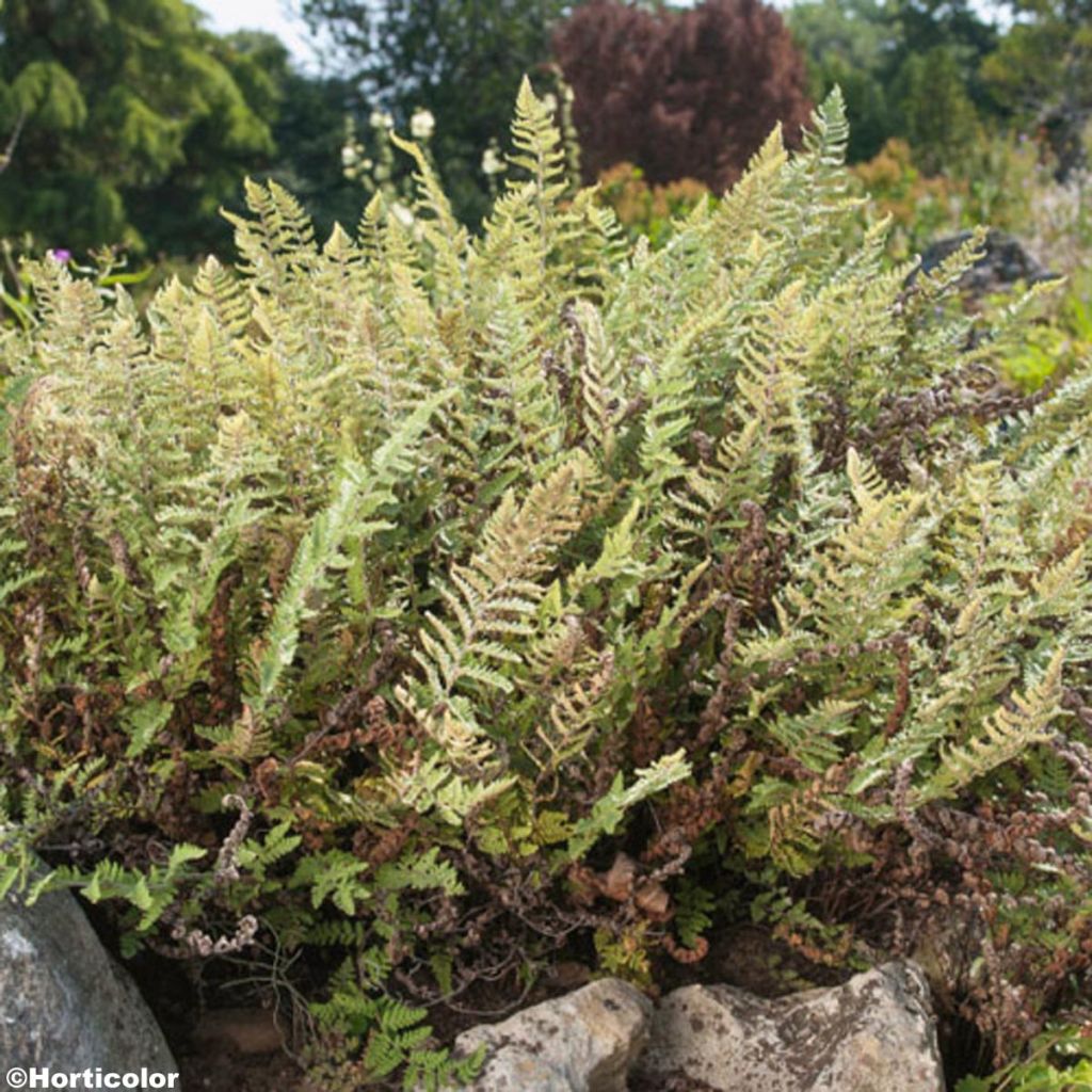 Cheilanthes lanosa - Lippenfarn