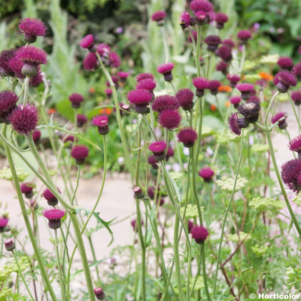 Cirsium rivulare Atropurpureum - Bach-Kratzdistel