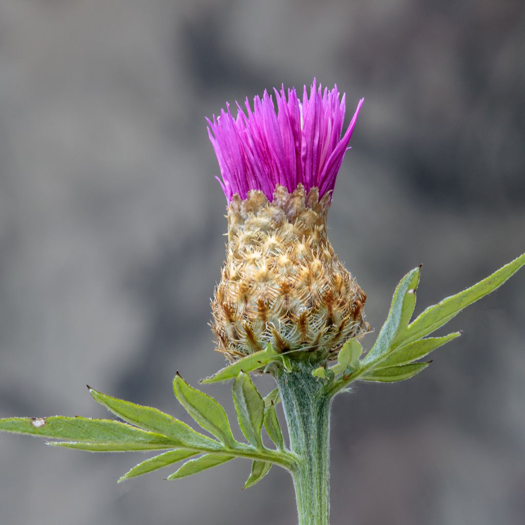 Cirsium rivulare Trevors Blue Wonder - Bach-Kratzdistel