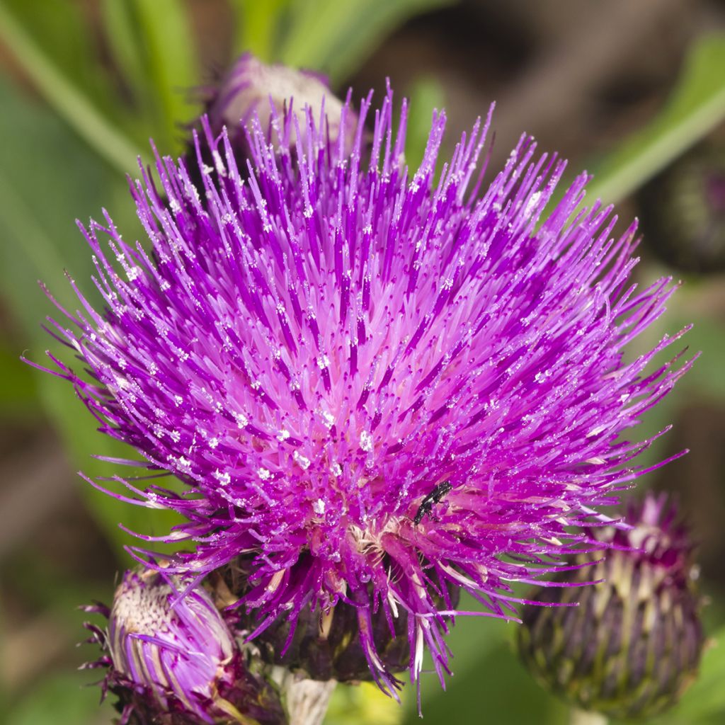 Cirsium rivulare Trevors Blue Wonder - Bach-Kratzdistel