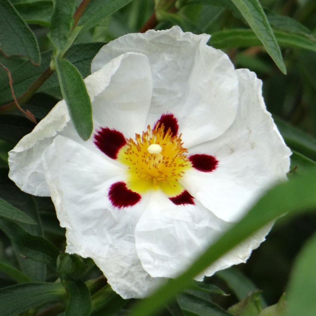 Zistrose Maculatus - Cistus aguilarii