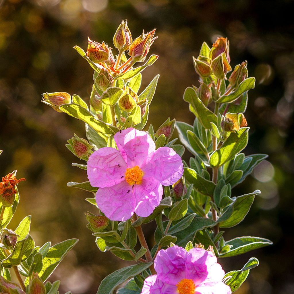 Weißliche Zistrose - Cistus albidus