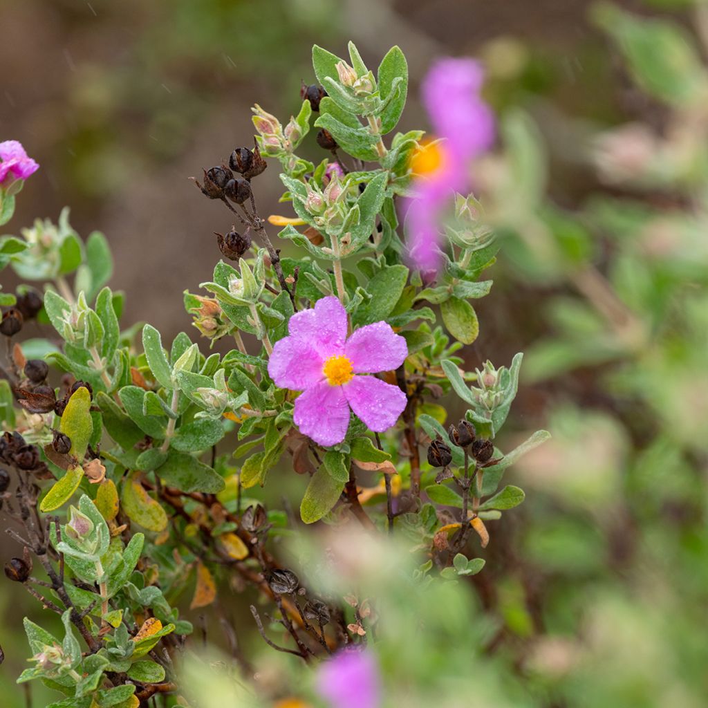 Weißliche Zistrose - Cistus albidus