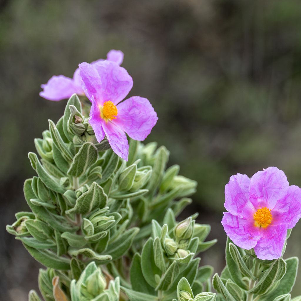 Weißliche Zistrose - Cistus albidus