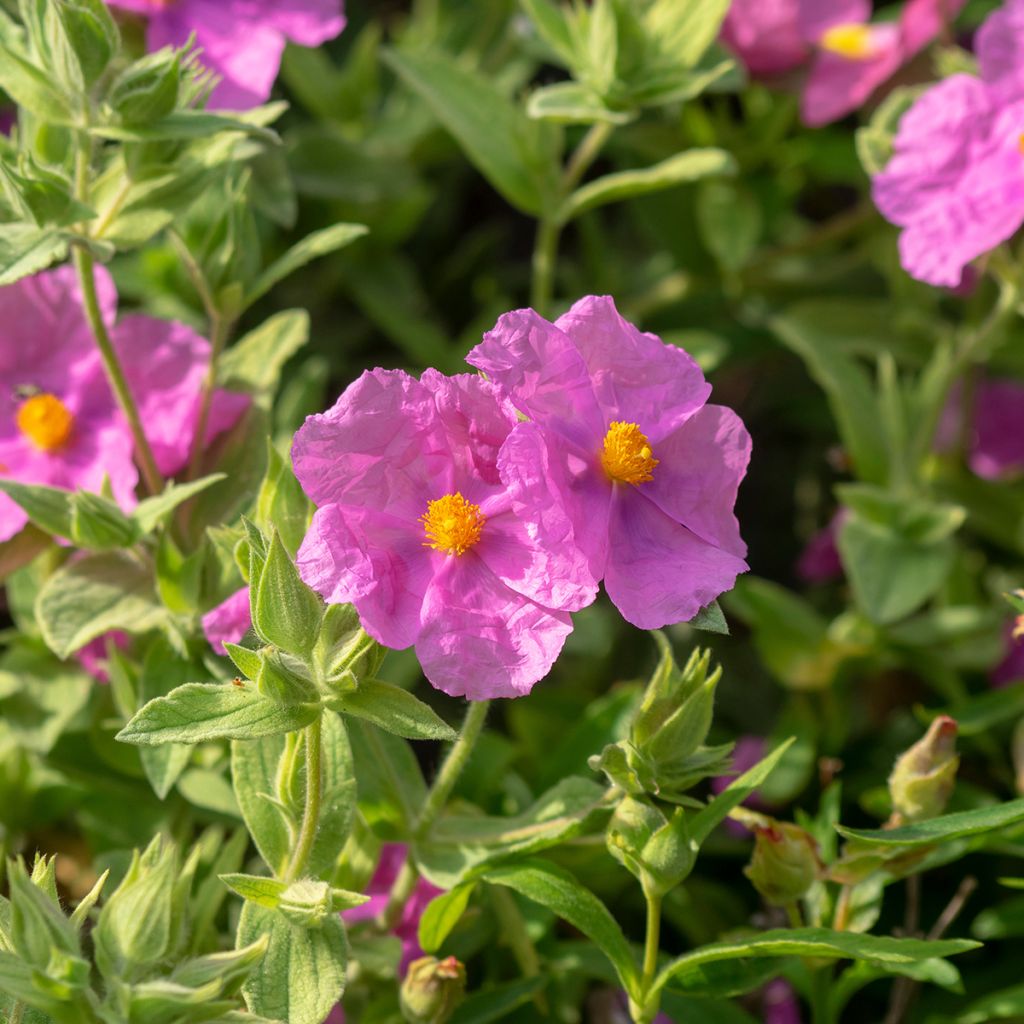 Weißliche Zistrose - Cistus albidus