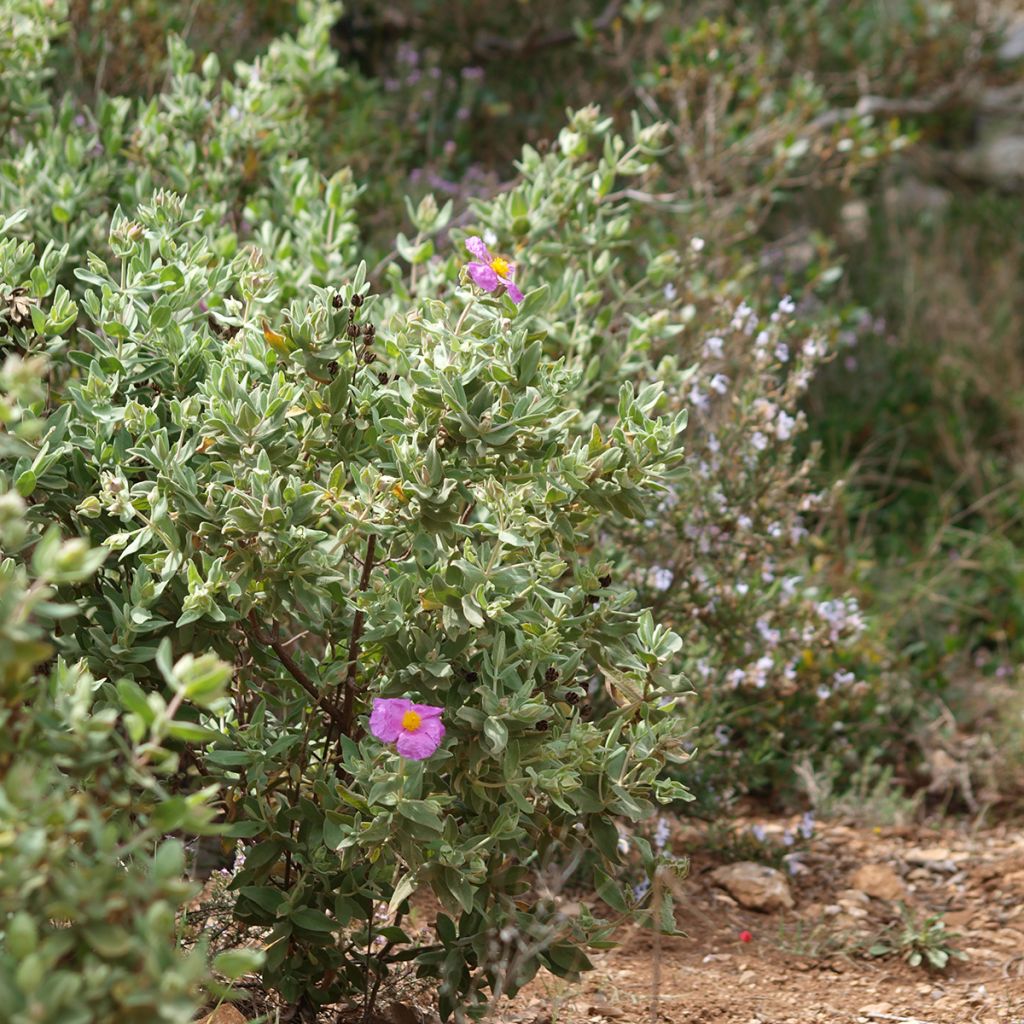 Weißliche Zistrose - Cistus albidus