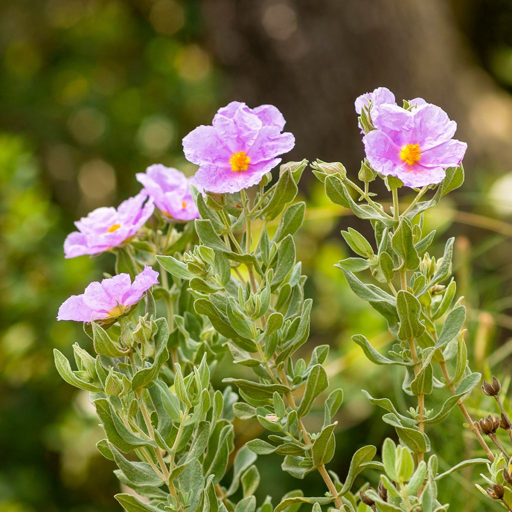 Weißliche Zistrose - Cistus albidus