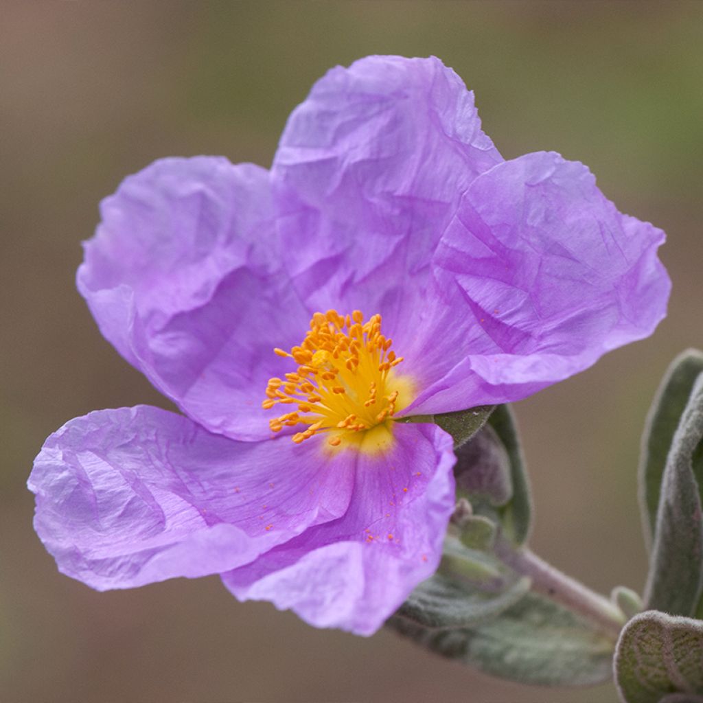 Weißliche Zistrose - Cistus albidus