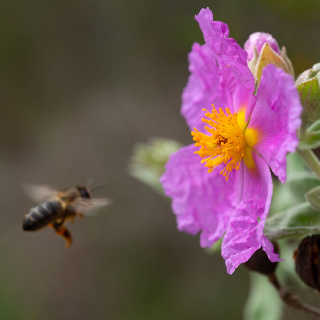 Weißliche Zistrose - Cistus albidus