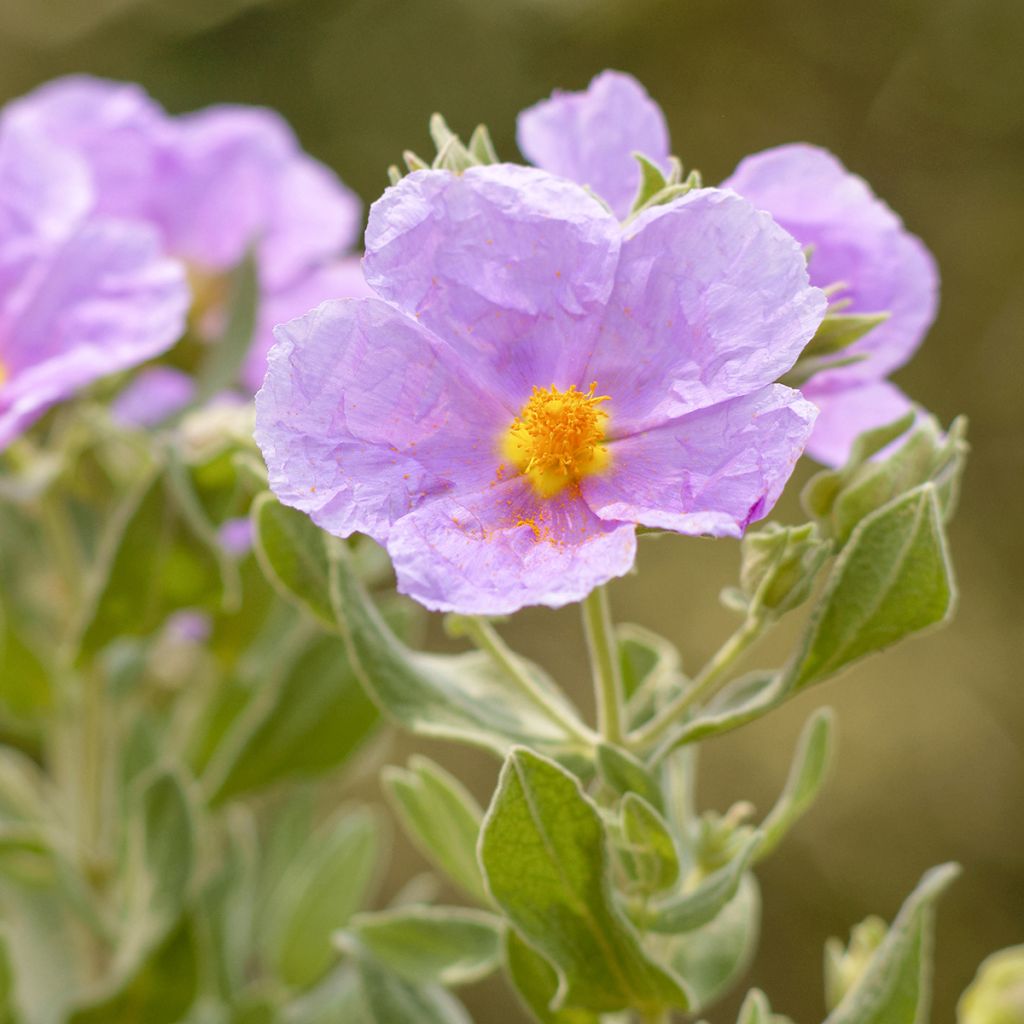 Weißliche Zistrose - Cistus albidus