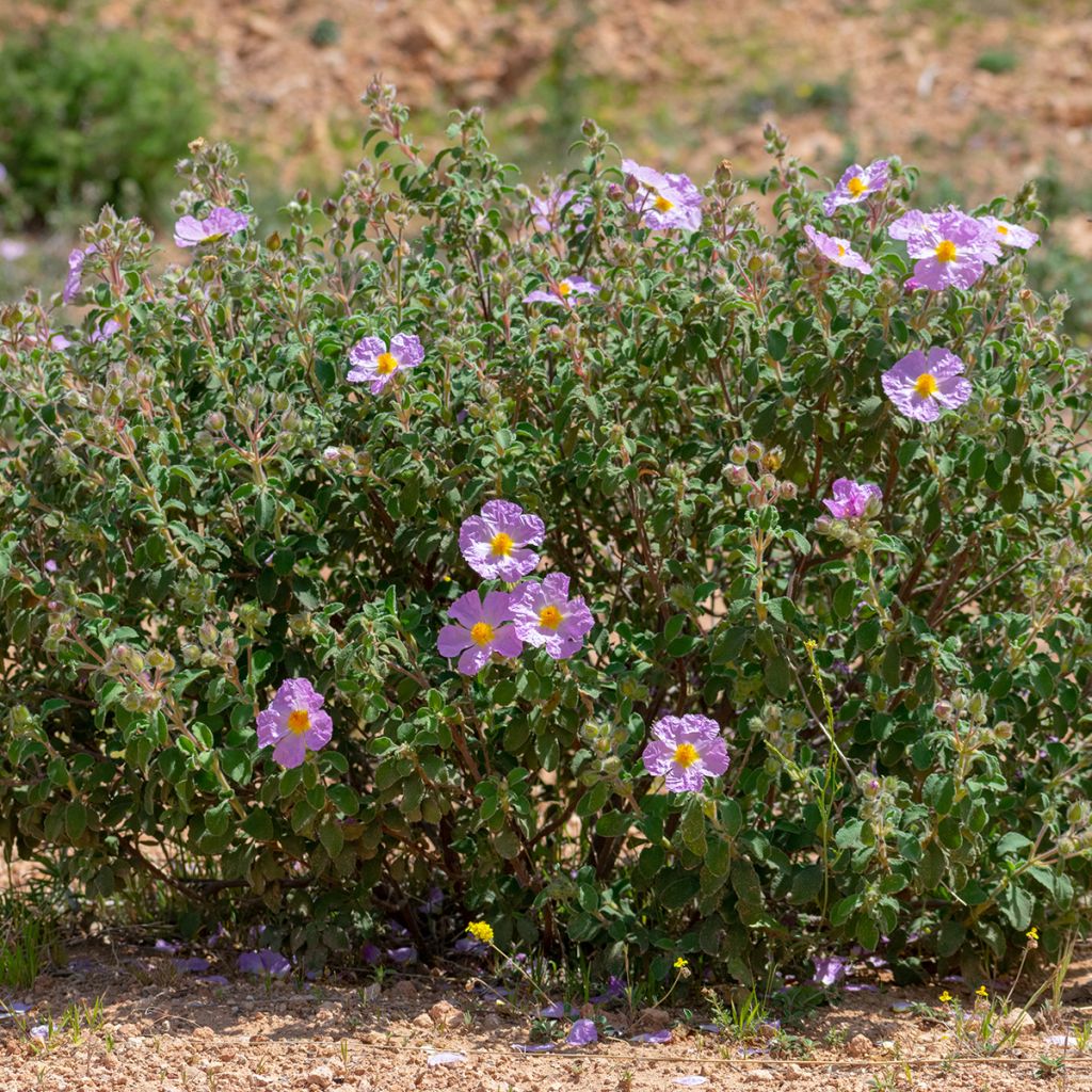 Weißliche Zistrose - Cistus albidus