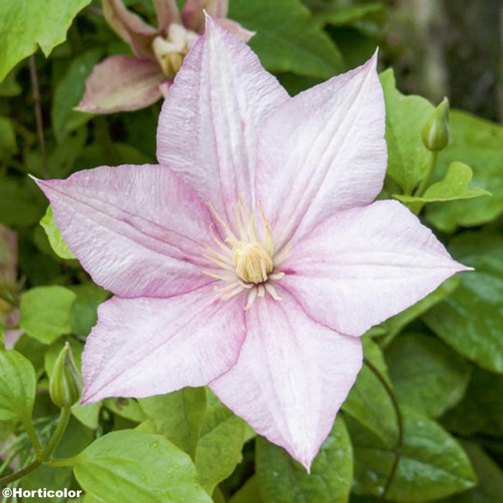 Waldrebe Caroline - Clematis