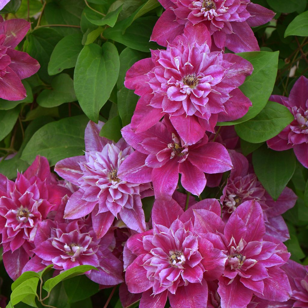 Waldrebe My Darling - Clematis