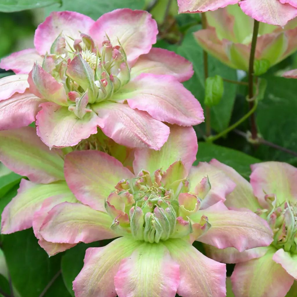 Waldrebe Pistachio Cake - Clematis