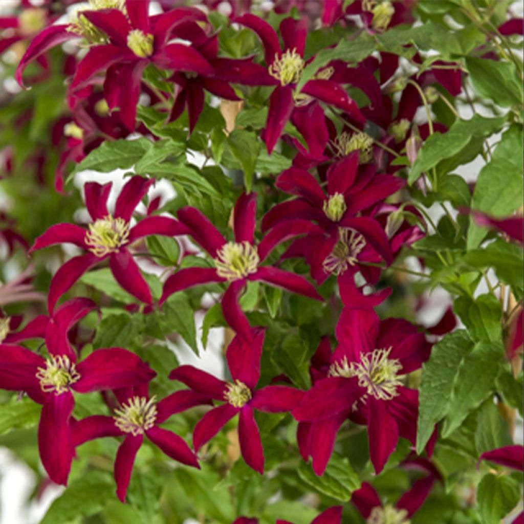 Clematis viticella Glorious Red - Waldrebe