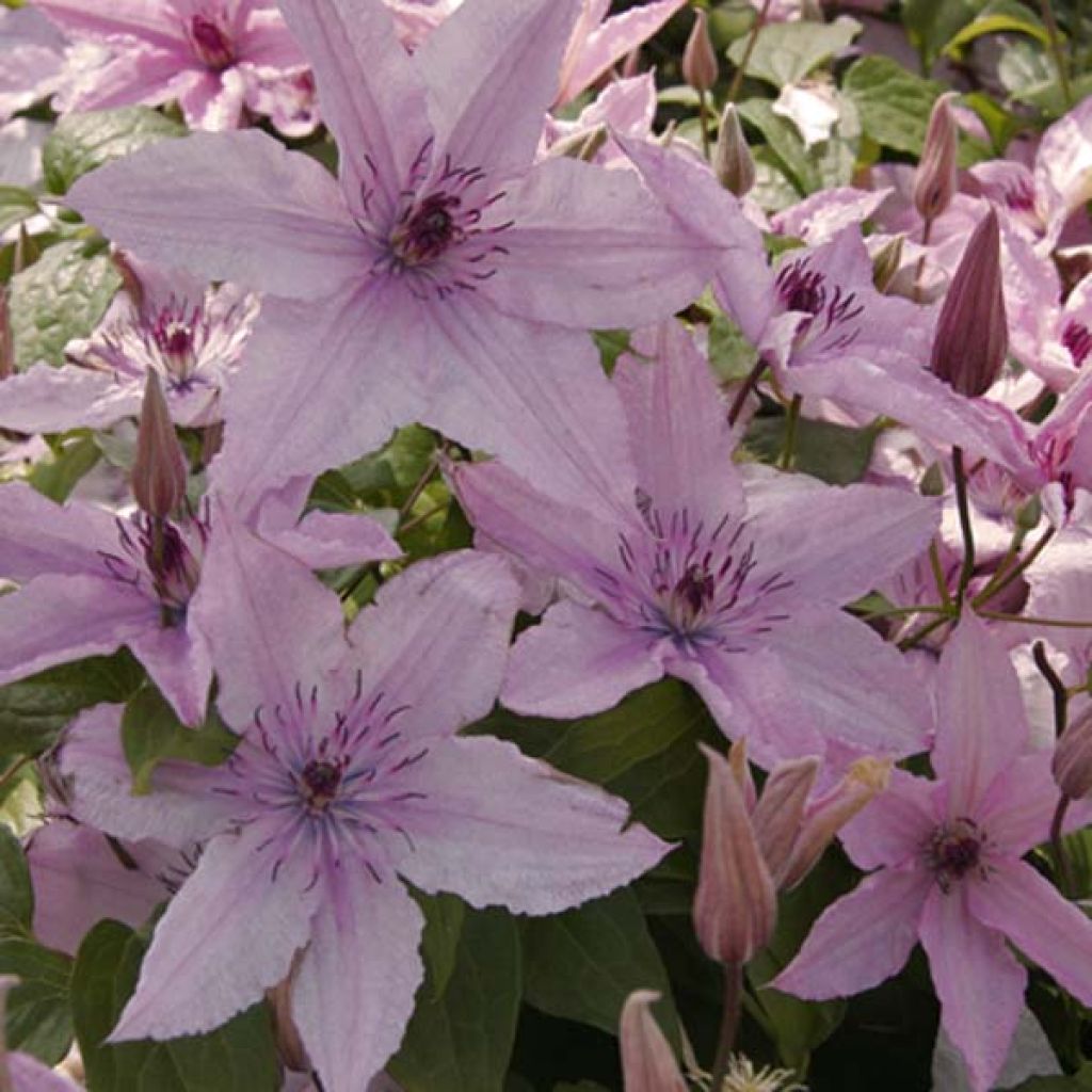 Waldrebe Hagley hybride - Clematis