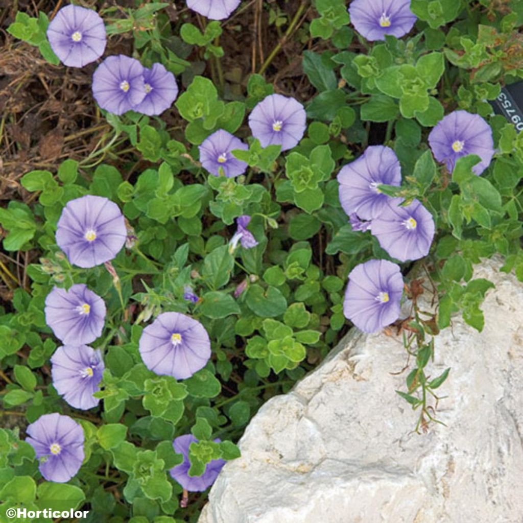 Convolvulus sabatius - Kriechende Winde