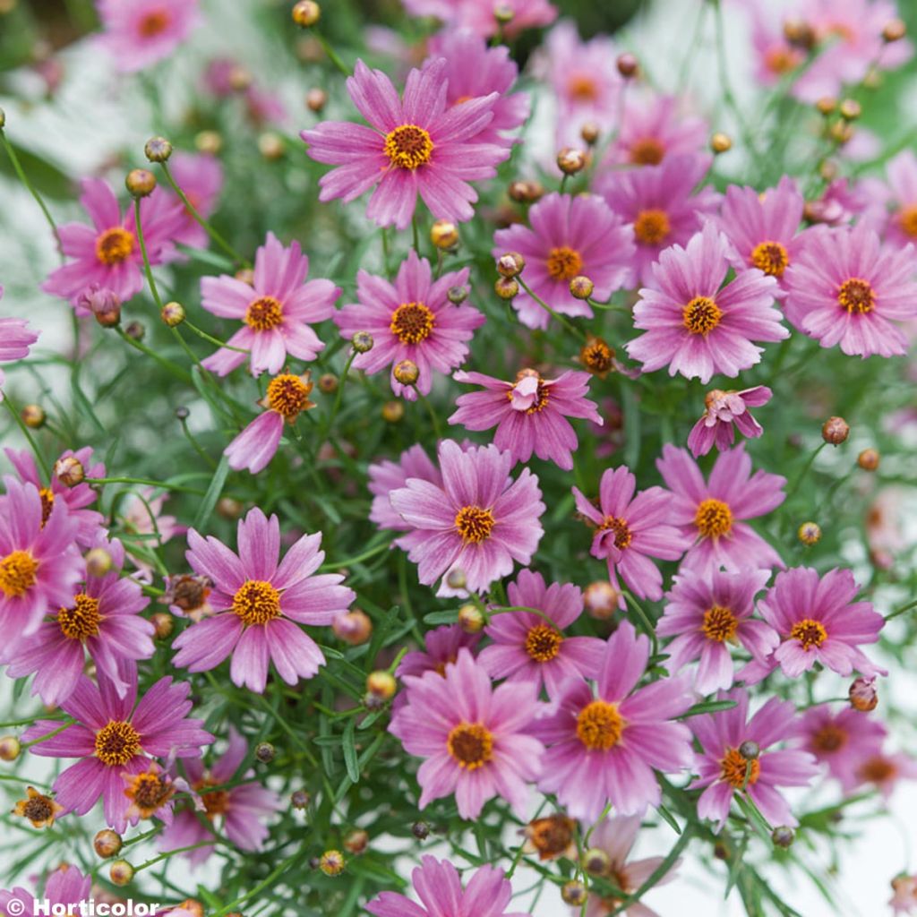 Mädchenauge Limerock Passion - Coreopsis