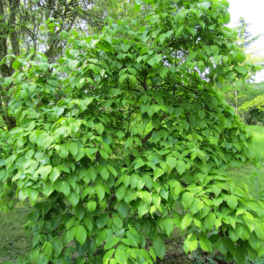 Japanischer Blumen-Hartriegel Weaver's Weeping - Cornus kousa