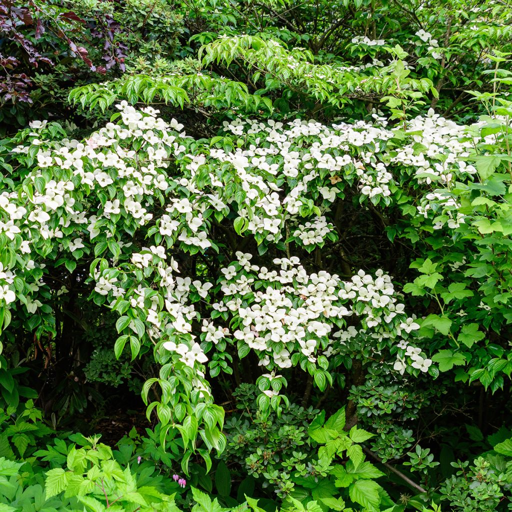 Cornus kousa Weaver's Weeping (Weaver) - Cornouiller du Japon